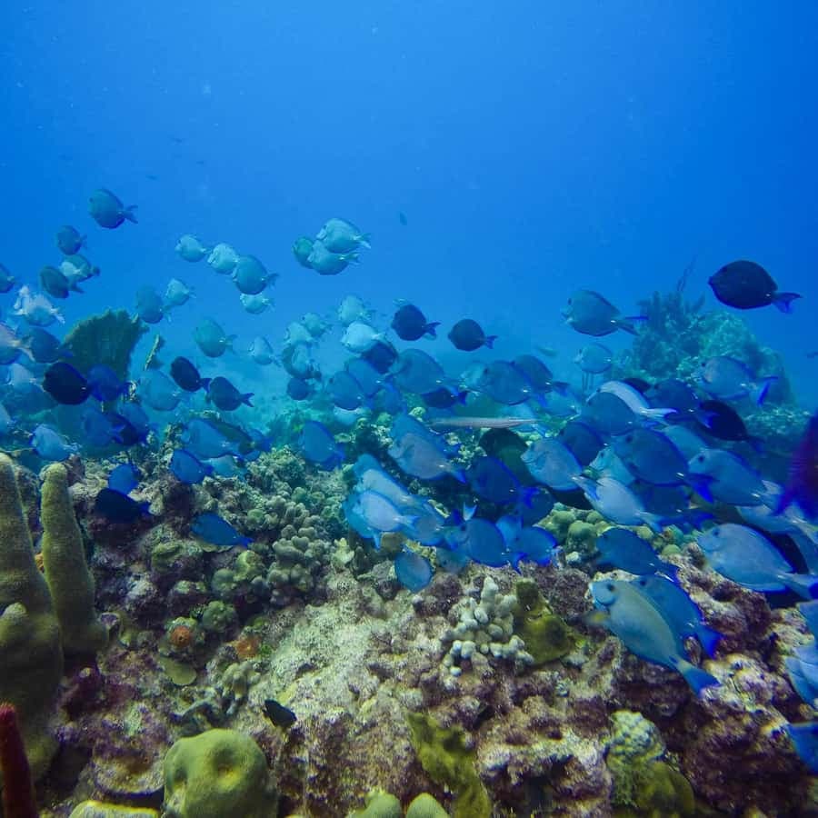 Punta Cana: Scuba Diving Adventure to Catalina Island