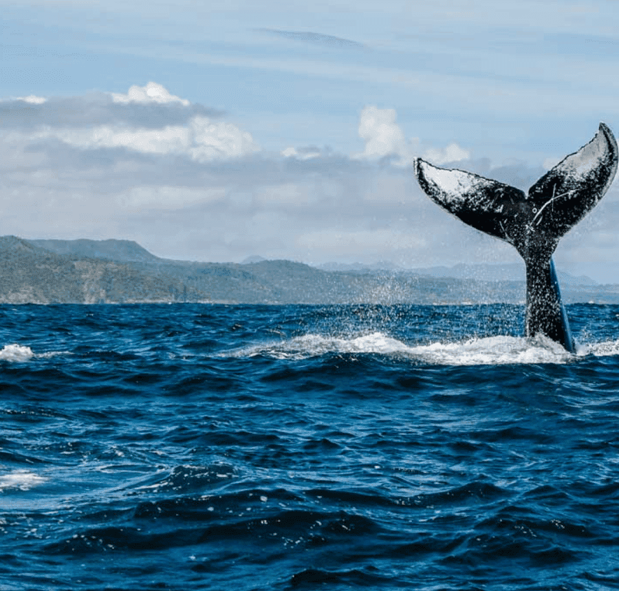 Punta Cana: Private Whale Watching Samana bay Half Day