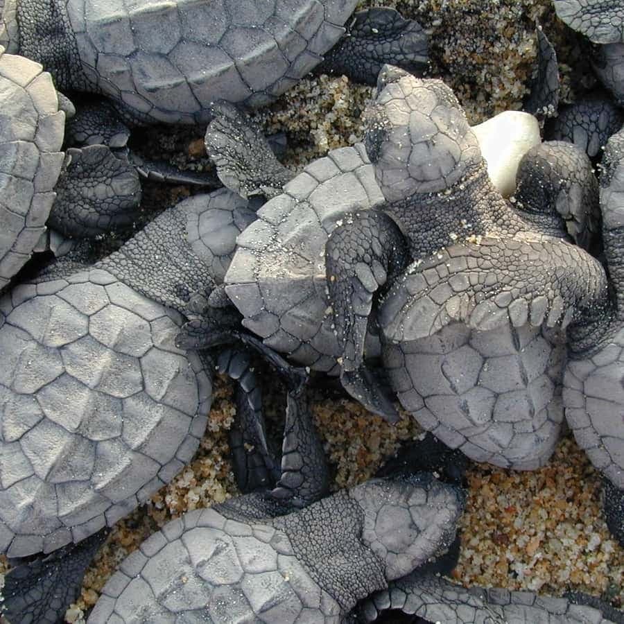 Isla Saona Wildlife Safari: Your All-Inclusive Escape