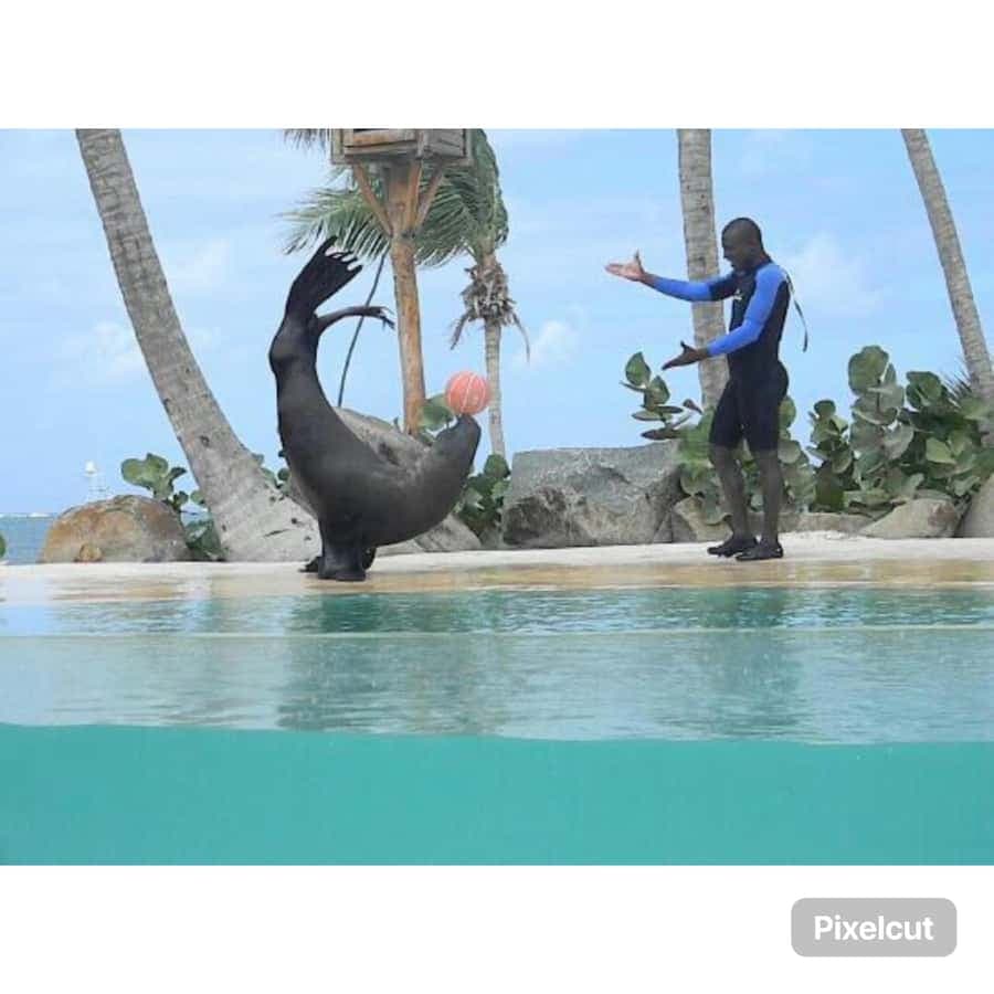 Punta Cana: Dolphin Explorer Park Entry, Swim, or Encounter
