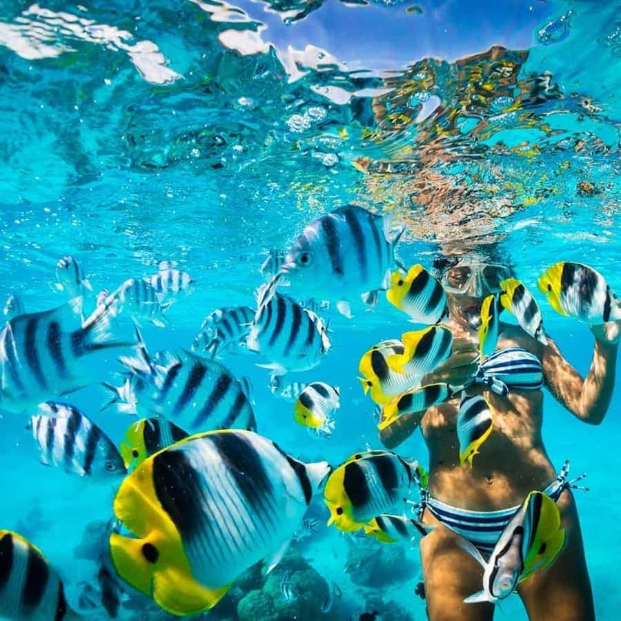 Catalina Island Full-Day Snorkeling + Lunch from Punta Cana