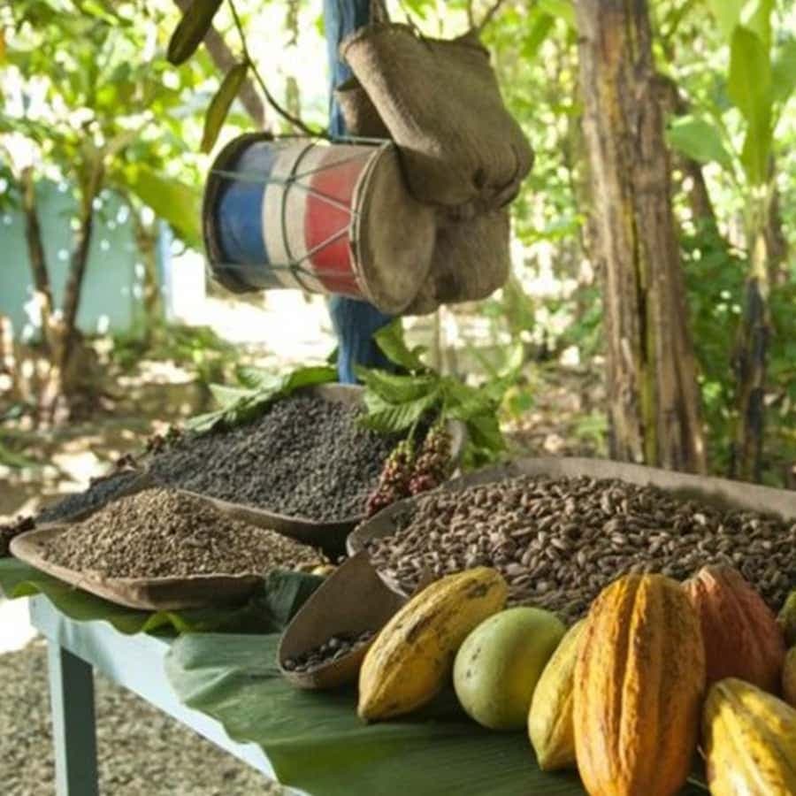 Punta Cana: Higuey Tour Excursion Cultural