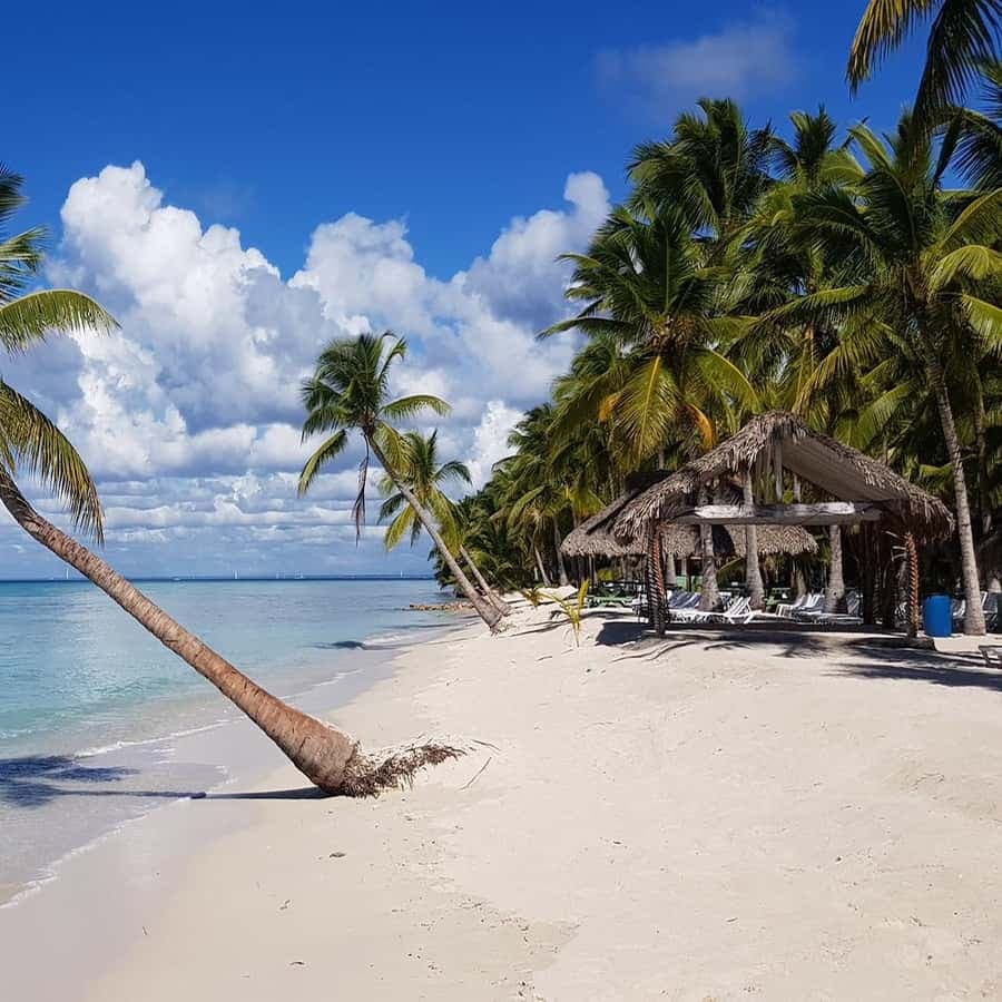 From Bayahibe: Saona Island Speedboat Tour with Snorkeling