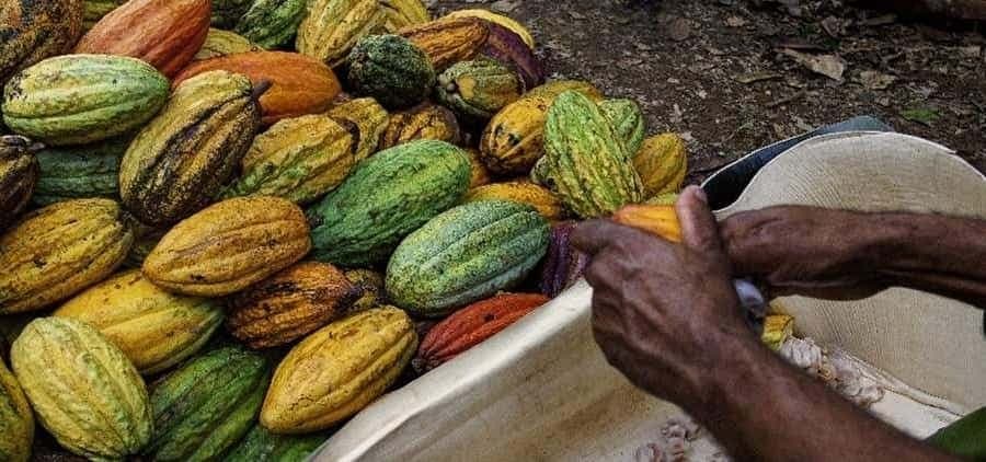 Punta Cana: Cultural Tour with Coffee Tasting, Cocoa & Lunch