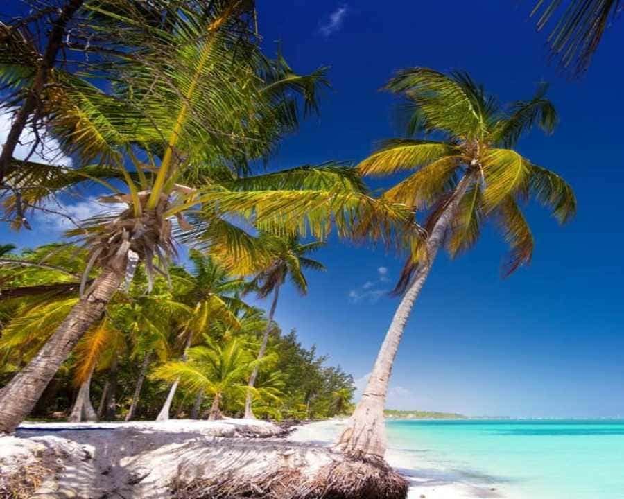 Catamaran Cruise on Saona Island with Lunch and Drinks