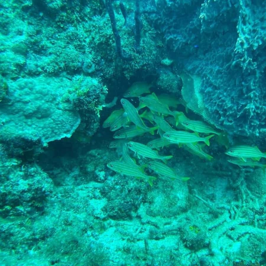 Punta Cana Scuba Doo: Discover Marine Life In a Fun Way (Copy)