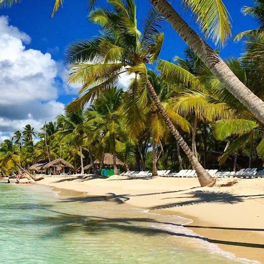 Saona Island: Full-Day Tour with Snorkeling and Lunch
