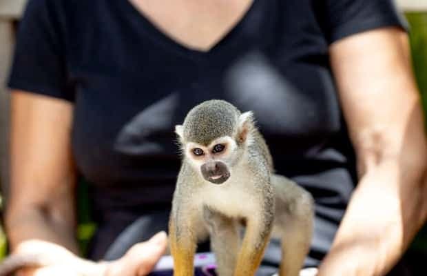 Punta Cana: Monkeyland Half-Day Tour with Snacks and Guide