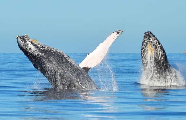 From Punta Cana: Whale Watching and Beaches Day Trip