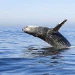 Miches Whales Watching Half Day Experience – Media Luna (Half-Moon).