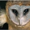 Private Birding Tours of the Dominican Republic