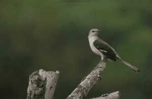 Bayahibe: Bird Watching & Cotubanama National Park