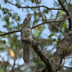 Sabana de la Mar: Bird Watching & Los Haitises National Park