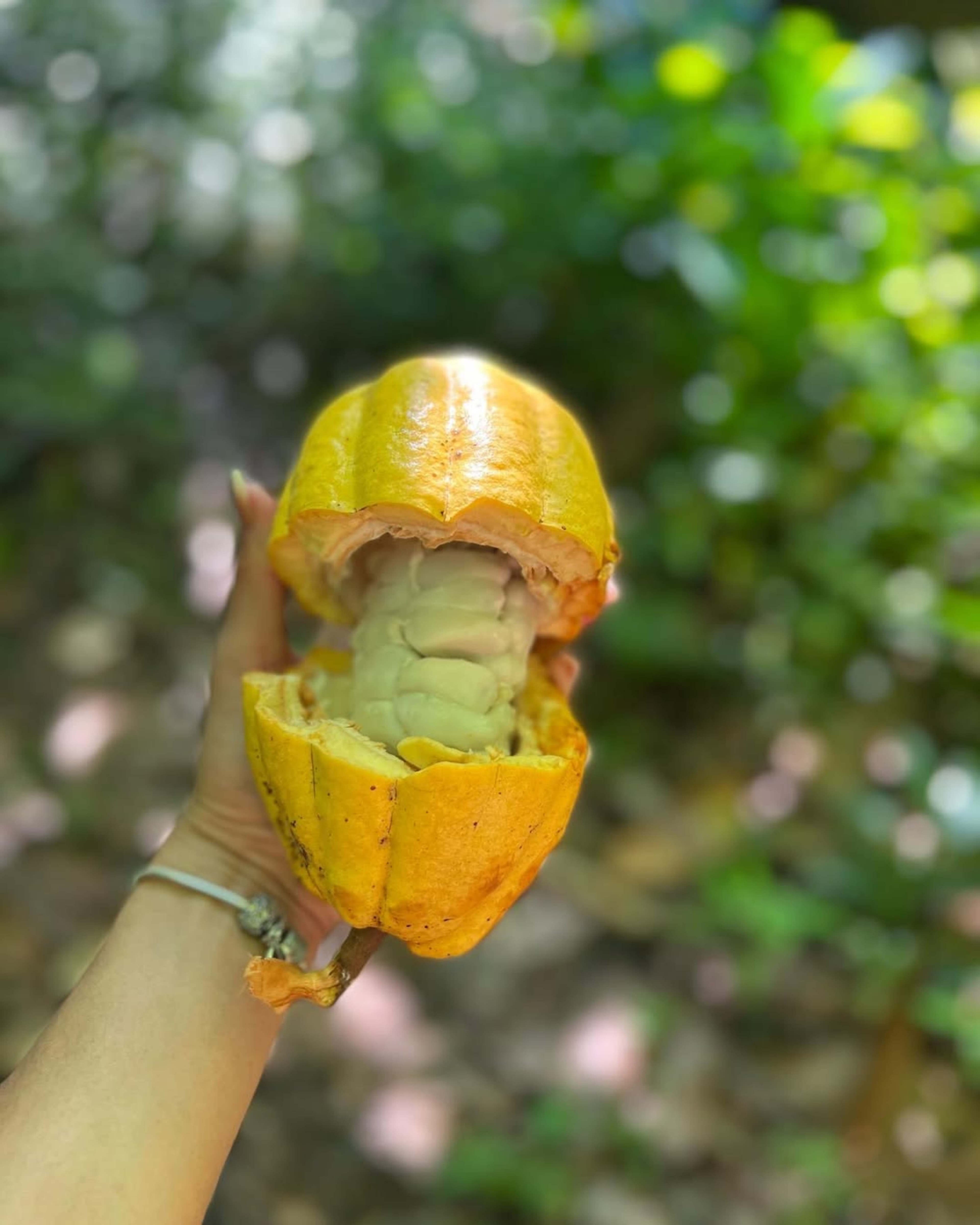 Los Haitises 4 Caves expedition & Rain Forest walk