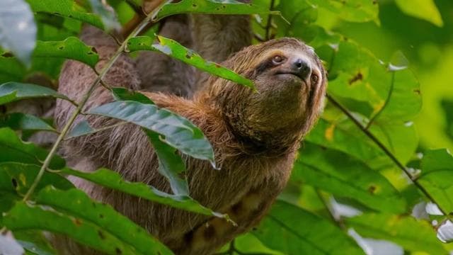 Manuel Antonio National Park: All-Inclusive Guided Tour