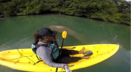Los Haitises: Sunrise or Sunset wildlife focus