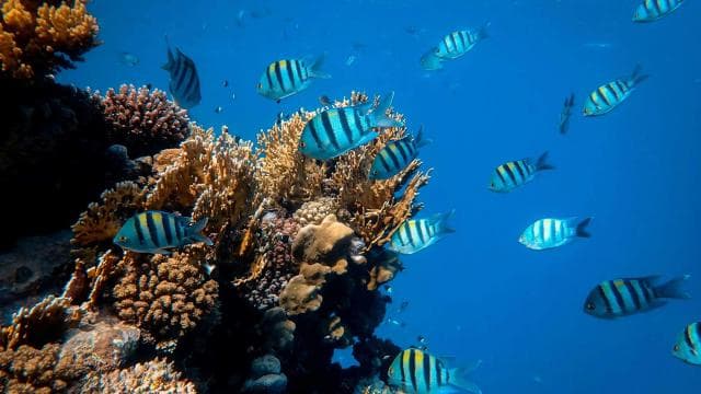 Epic Manzanillo Combo Tour: Snorkel, Dolphins & Farm Tour
