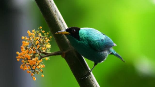 Arenal Forest: Bird Observation & Photography Tour