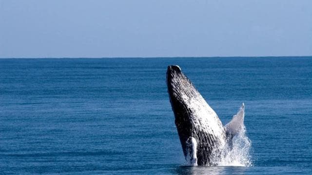 From Punta Canta: Whale Watching Cruise with Cayo Levantado