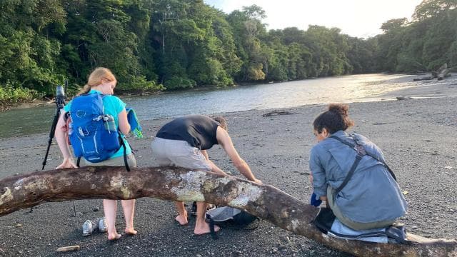 From Puerto Jimenez: Corcovado National Park Full-Day Tour