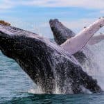 Excursion Whale Watching Samaná bay + Cayo Levantado from Puerto Plata (Private Transportation)