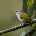 Birding: 4 Days of Bird Watching Dominican Republic
