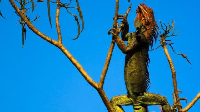 Terraba Sierpe National Wetlands - Mangrove Tour