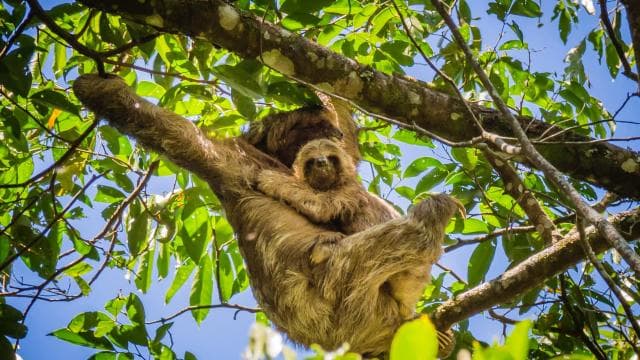 La Fortuna: Sloth Watching Tour