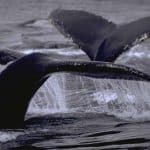 Excursion Whale Watching Samaná bay + Cayo Levantado from Puerto Plata (Private Transportation)