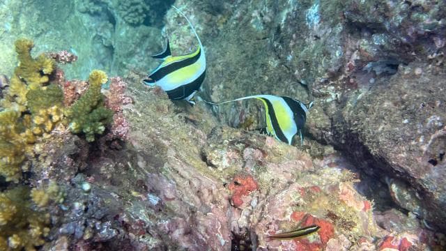 Isla del Caño: Snorkeling