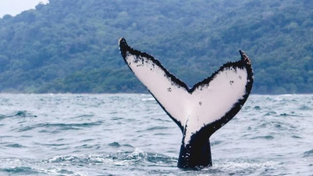 WHALE & DOLPHIN WATCHING IN UVITA COSTA RICA