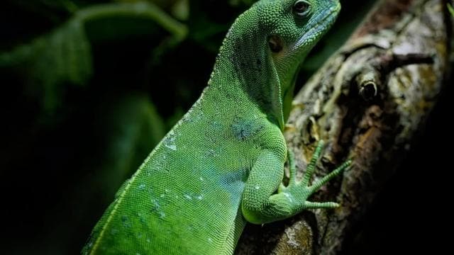 Cahuita: Night Reptile Tour with Specialist Guide
