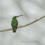 Bayahibe: Bird Watching & Cotubanama National Park
