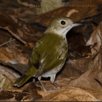 Punta Cana: Bird Watching at Punta Cana Foundation Area