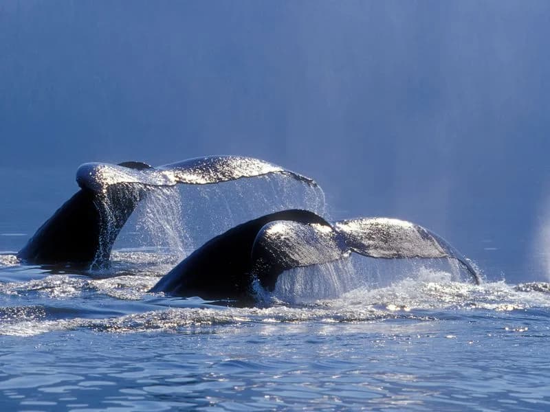 Whale Watching from Uvero Alto and Cayo Levantado (Bacardi Island)