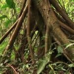 Hike + Kayak Los Haitises National Park from Punta Cana