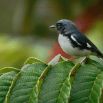 Sabana de la Mar: Bird Watching & Los Haitises National Park