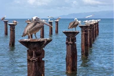 Punta Cana to Los Haitises, Caño Hondo & Montaña Redonda Day Trip – Adults $125, Kids $95