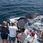 Excursion Whale Watching Samaná bay + Cayo Levantado from Puerto Plata (Private Transportation)