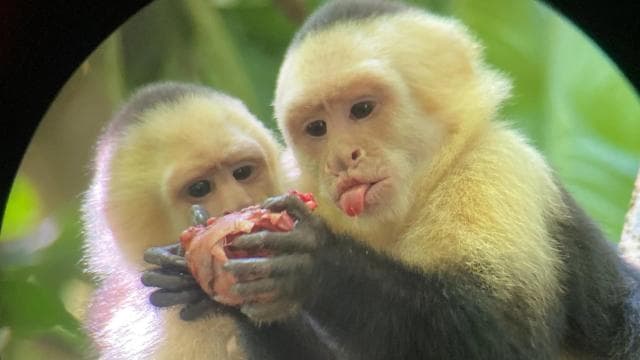Guided tour in the jungle of Manuel Antonio National Park.