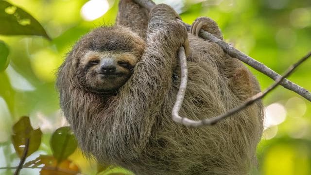 Epic Cahuita Combo Tour: Snorkel Reefs & Hike with Wildlife