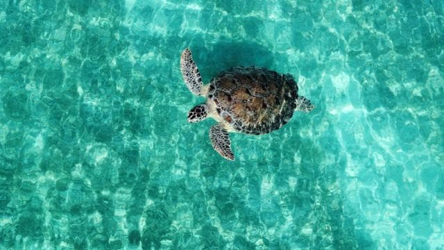 Fajardo: Snorkeling Gear Rental