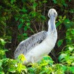 Los Haitises Tour from Santo Domingo, Samaná or Sabana de la Mar. Full Day Trip.