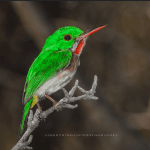 Bayahibe: Bird Watching & Cotubanama National Park