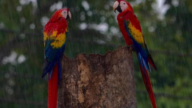 Manuel Antonio: Scarlet Macaw Tour with Professional Photos