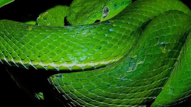 Santa Elena: Wildlife Refuge Monteverde Night Walking Tour