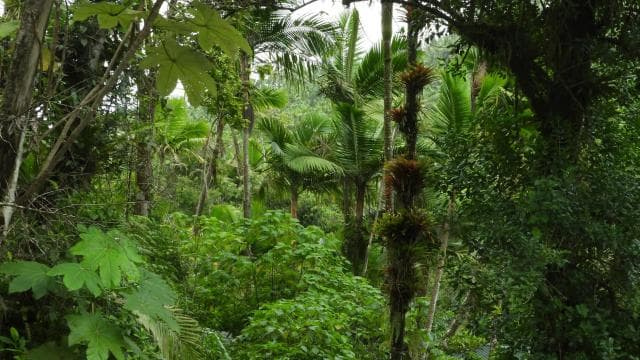 El Yunque National Rainforest Nature Walk & Luquillo Beach