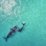 Sabana de la Mar Whale Watching & Cayo Levantado (Bacardi Island)
