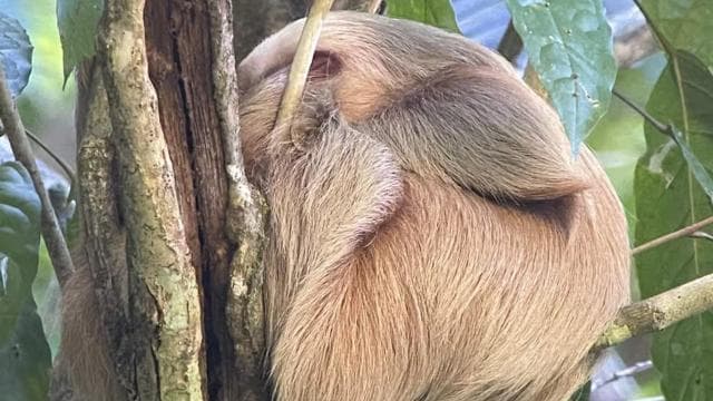 Manuel Antonio National Park Night Tour