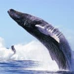 Samaná Cayo Levantado (Bacardi Island) and Whale Watching from Miches in Catamaran
